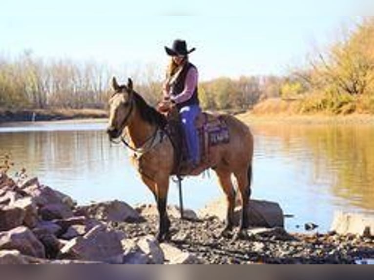 American Quarter Horse Wallach 9 Jahre 155 cm Buckskin in Sioux Falls, SD