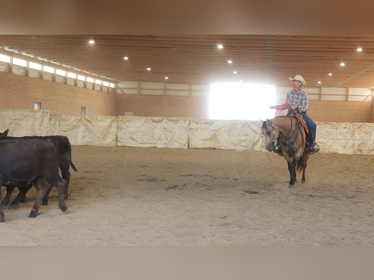 American Quarter Horse Wallach 9 Jahre 155 cm Buckskin in Bellevue, IA