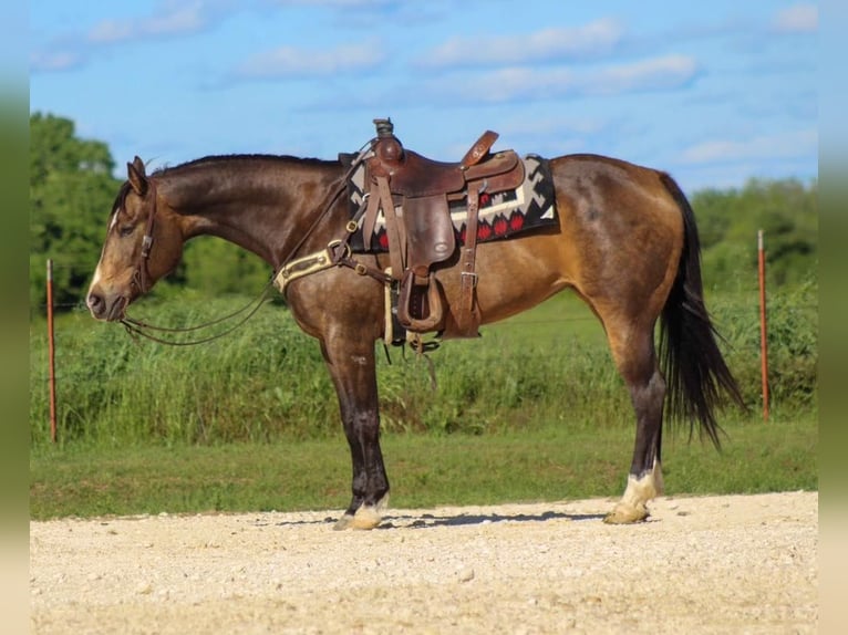 American Quarter Horse Wallach 9 Jahre 155 cm Buckskin in Morgan MIll TX