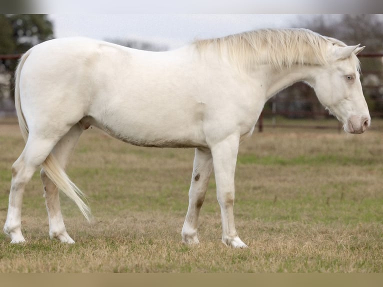 American Quarter Horse Wallach 9 Jahre 155 cm Cremello in Guthrie