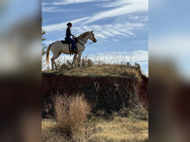 American Quarter Horse Wallach 9 Jahre 155 cm Cremello in Guthrie