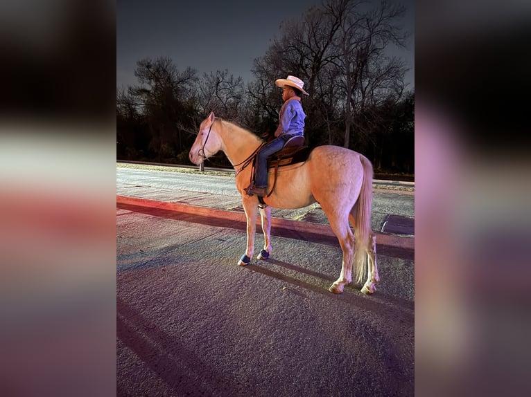 American Quarter Horse Wallach 9 Jahre 155 cm Cremello in Guthrie