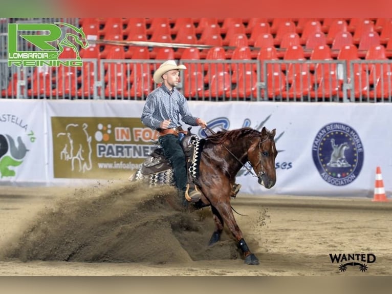 American Quarter Horse Wallach 9 Jahre 155 cm Dunkelfuchs in Weilrod