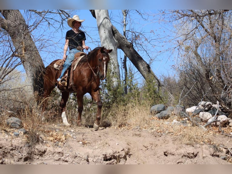 American Quarter Horse Wallach 9 Jahre 155 cm Dunkelfuchs in Camp Verde AZ