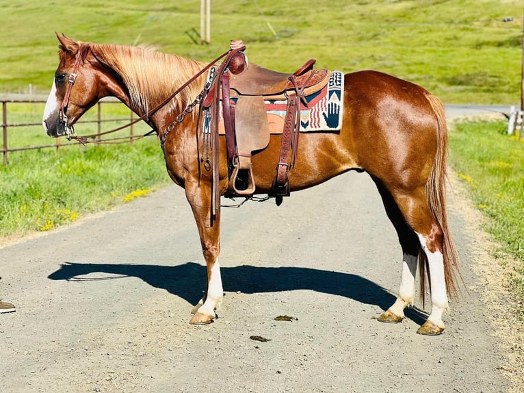 American Quarter Horse Wallach 9 Jahre 155 cm Dunkelfuchs in Paso Robles, CA