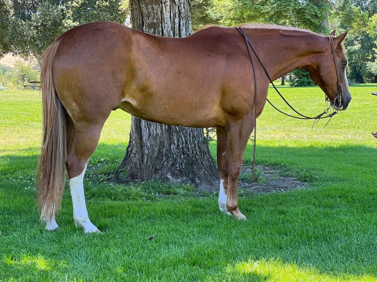 American Quarter Horse Wallach 9 Jahre 155 cm Dunkelfuchs in Paso Robles, CA