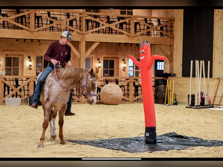 American Quarter Horse Wallach 9 Jahre 155 cm Dunkelfuchs in Needmore