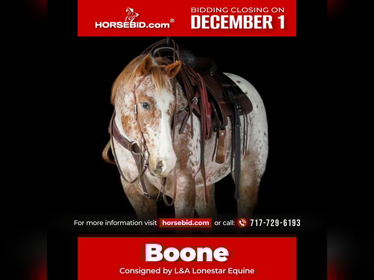 American Quarter Horse Wallach 9 Jahre 155 cm Dunkelfuchs in Needmore