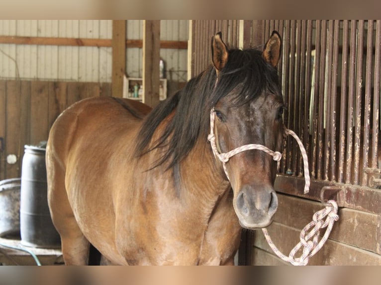 American Quarter Horse Wallach 9 Jahre 155 cm Falbe in Salem