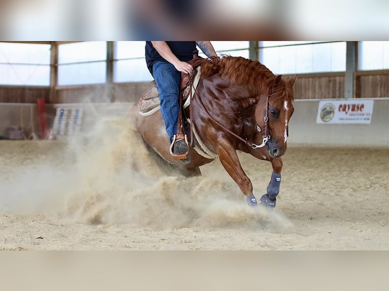 American Quarter Horse Wallach 9 Jahre 155 cm Fuchs in Kirchdorf