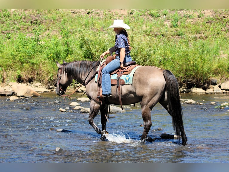 American Quarter Horse Wallach 9 Jahre 155 cm Grullo in Clarion
