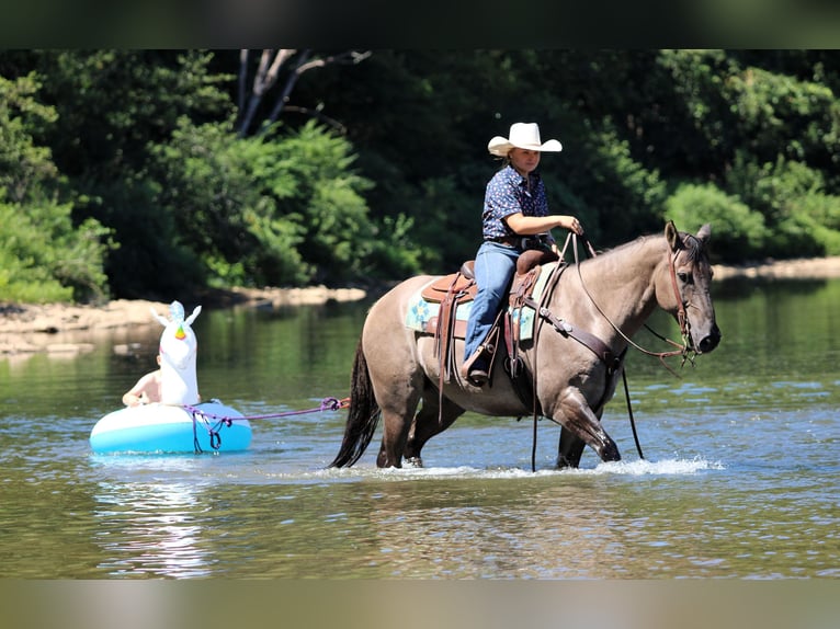 American Quarter Horse Wallach 9 Jahre 155 cm Grullo in Clarion