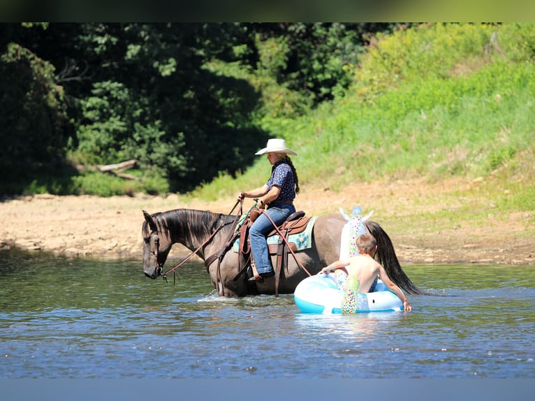 American Quarter Horse Wallach 9 Jahre 155 cm Grullo in Clarion