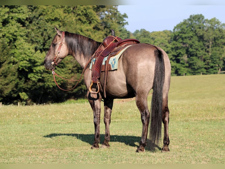 American Quarter Horse Wallach 9 Jahre 155 cm Grullo in Clarion