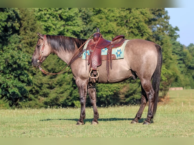 American Quarter Horse Wallach 9 Jahre 155 cm Grullo in Clarion