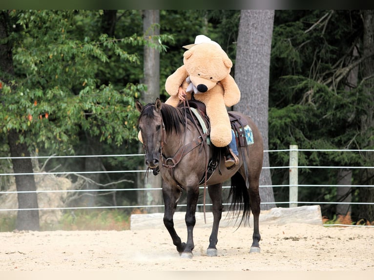 American Quarter Horse Wallach 9 Jahre 155 cm Grullo in Clarion