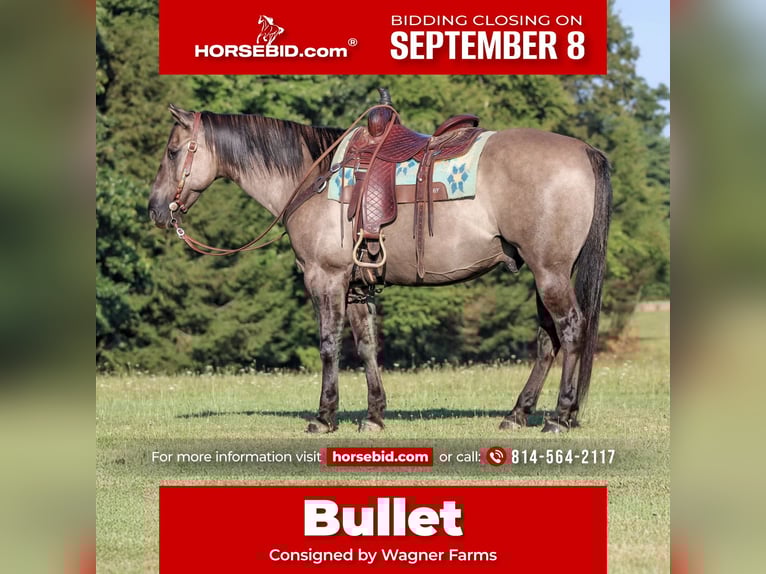 American Quarter Horse Wallach 9 Jahre 155 cm Grullo in Clarion