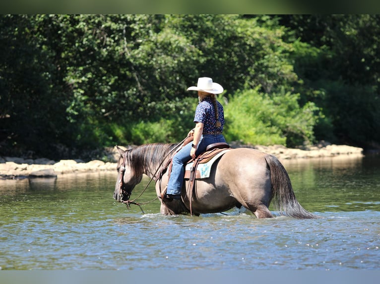 American Quarter Horse Wallach 9 Jahre 155 cm Grullo in Clarion
