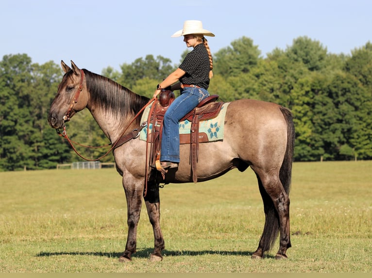 American Quarter Horse Wallach 9 Jahre 155 cm Grullo in Clarion