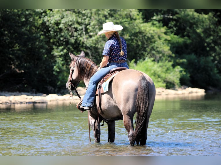 American Quarter Horse Wallach 9 Jahre 155 cm Grullo in Clarion