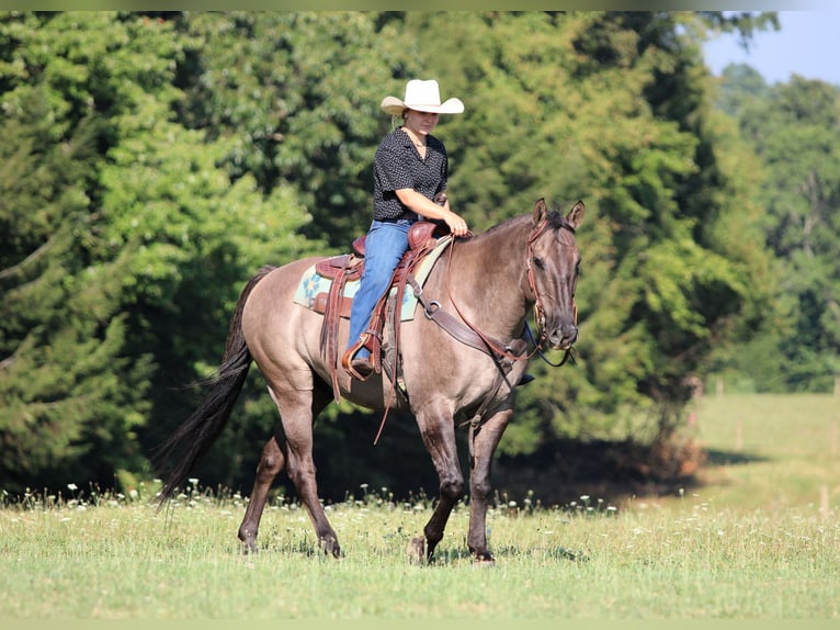 American Quarter Horse Wallach 9 Jahre 155 cm Grullo in Clarion
