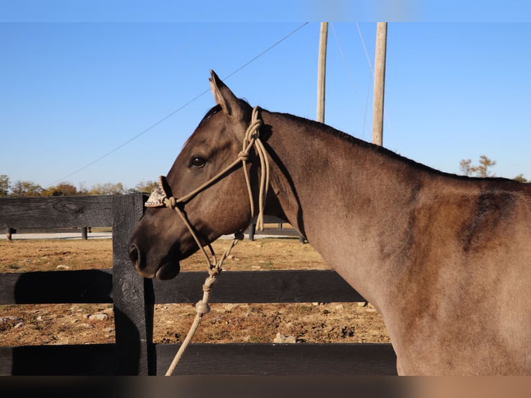 American Quarter Horse Wallach 9 Jahre 155 cm Grullo in Hillsboro, KY