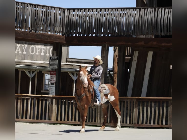 American Quarter Horse Wallach 9 Jahre 155 cm Overo-alle-Farben in Paicines CA