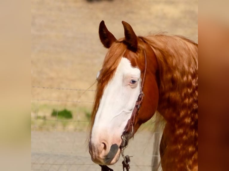 American Quarter Horse Wallach 9 Jahre 155 cm Overo-alle-Farben in Paicines CA
