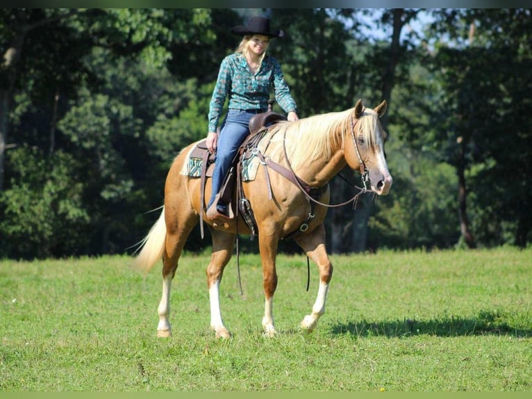 American Quarter Horse Wallach 9 Jahre 155 cm Palomino in Clarion, PA