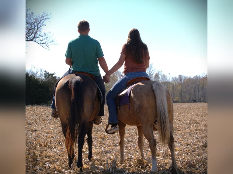 American Quarter Horse Wallach 9 Jahre 155 cm Palomino in Saint Joe