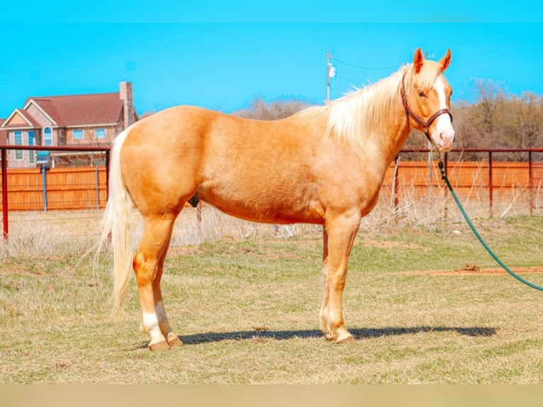 American Quarter Horse Wallach 9 Jahre 155 cm Palomino in Bluff Dale TX