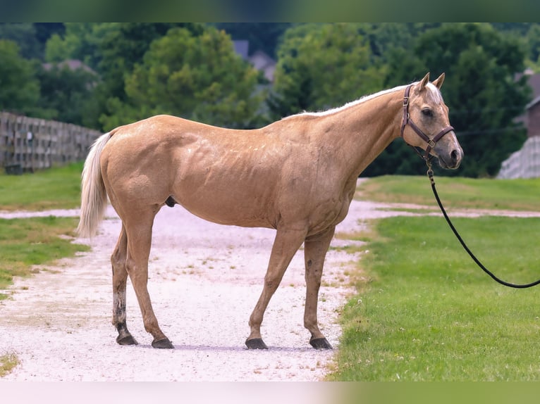 American Quarter Horse Wallach 9 Jahre 155 cm Palomino in Springfield