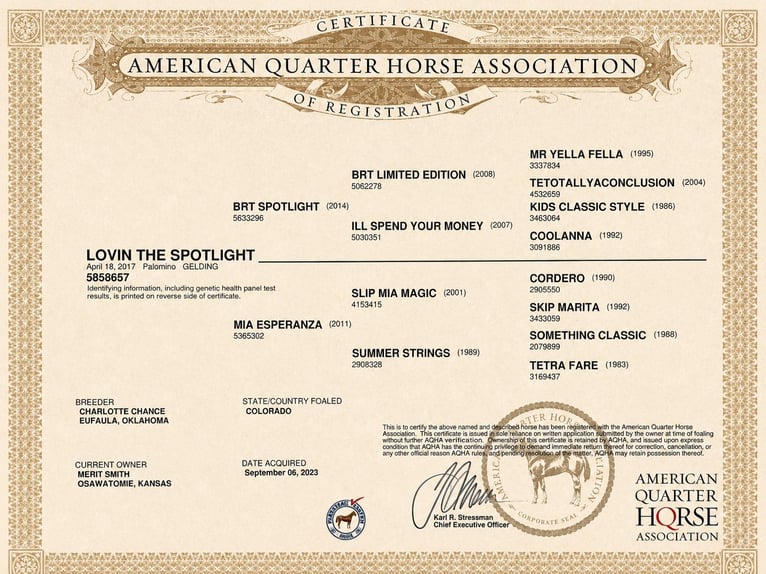 American Quarter Horse Wallach 9 Jahre 155 cm Palomino in Springfield