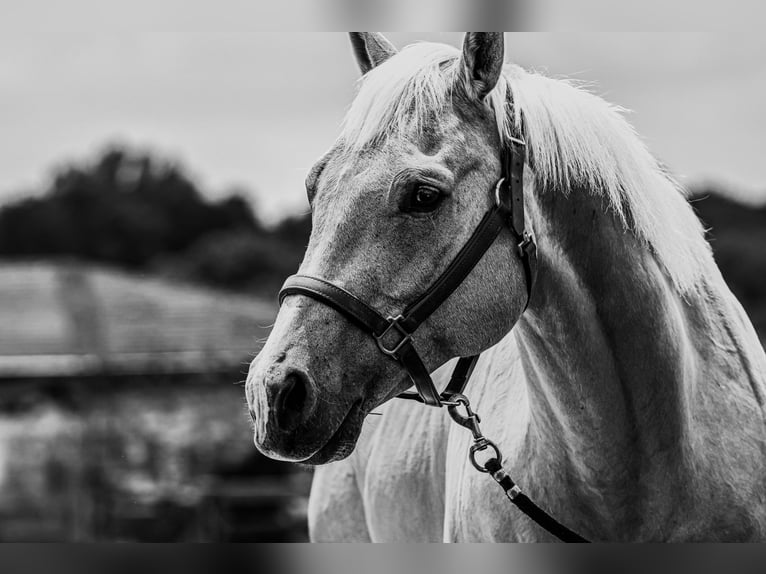 American Quarter Horse Wallach 9 Jahre 155 cm Palomino in Springfield