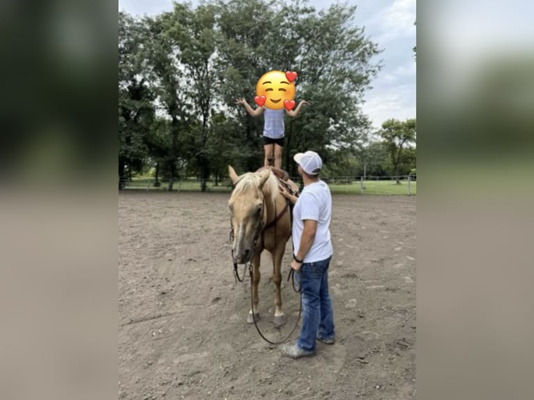 American Quarter Horse Wallach 9 Jahre 155 cm Palomino in Springfield