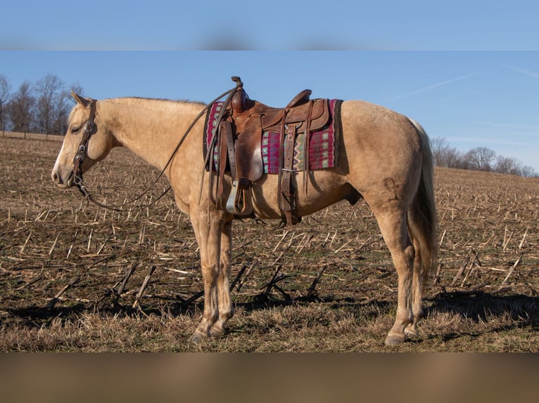 American Quarter Horse Wallach 9 Jahre 155 cm Palomino in Dundee