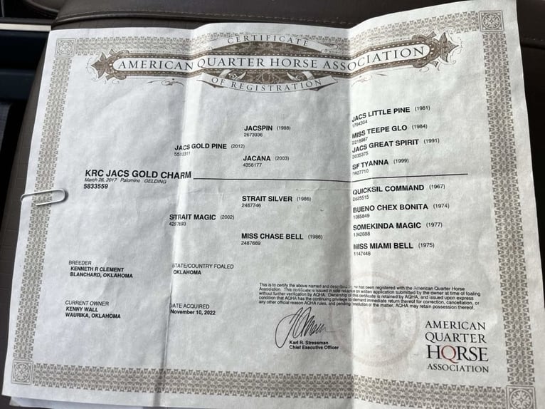 American Quarter Horse Wallach 9 Jahre 155 cm Palomino in Level Green KY