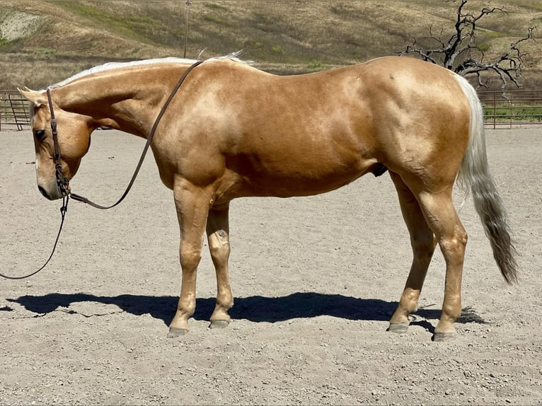 American Quarter Horse Wallach 9 Jahre 155 cm Palomino in Paicines CA