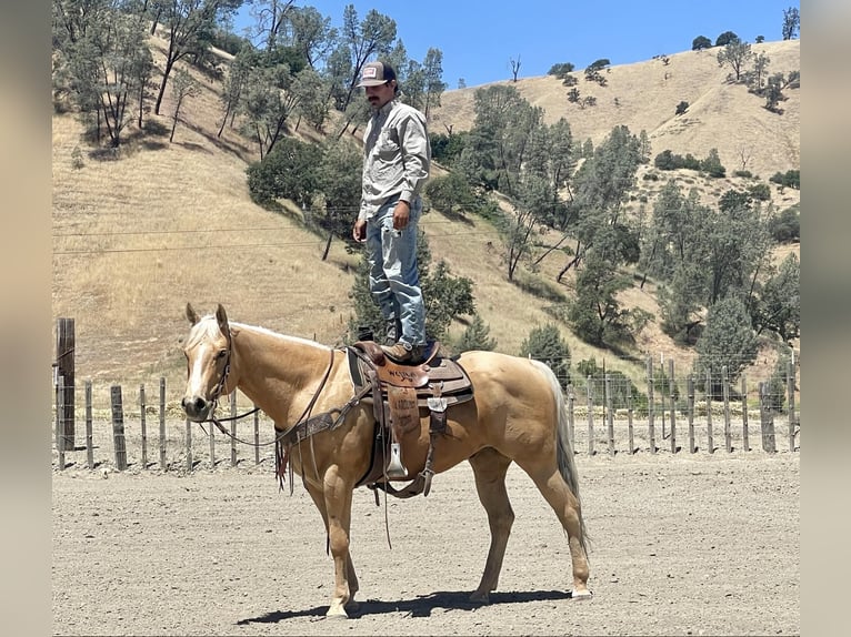 American Quarter Horse Wallach 9 Jahre 155 cm Palomino in Paicines CA