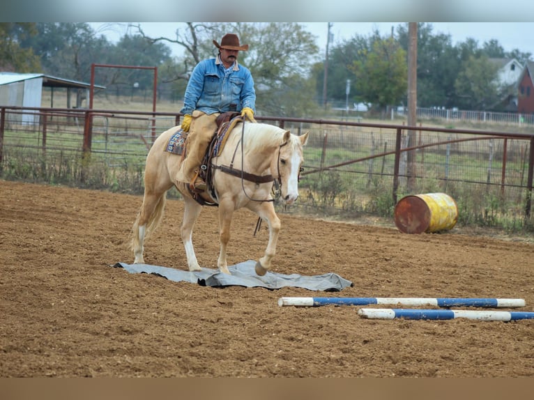 American Quarter Horse Wallach 9 Jahre 155 cm Palomino in Stephenville