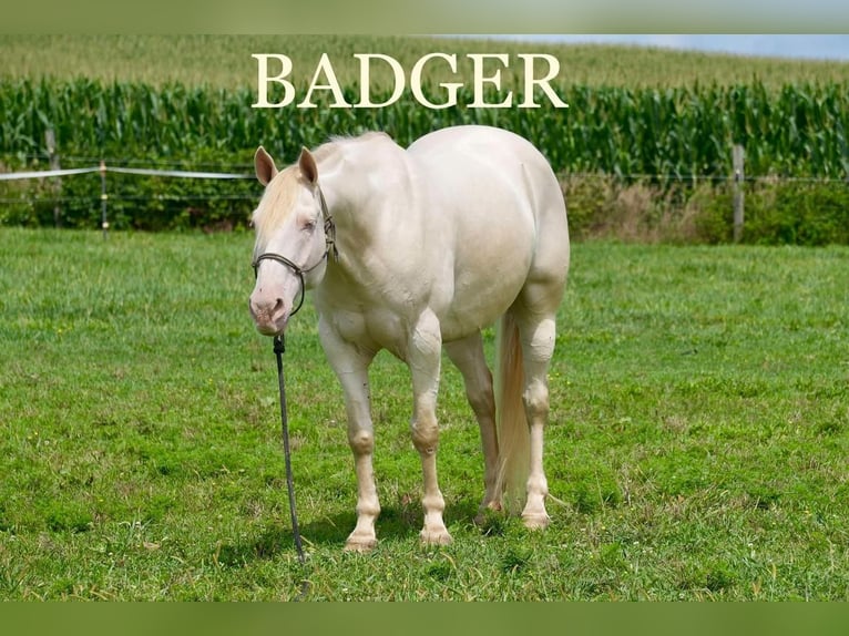 American Quarter Horse Wallach 9 Jahre 155 cm Perlino in Fresno, OH