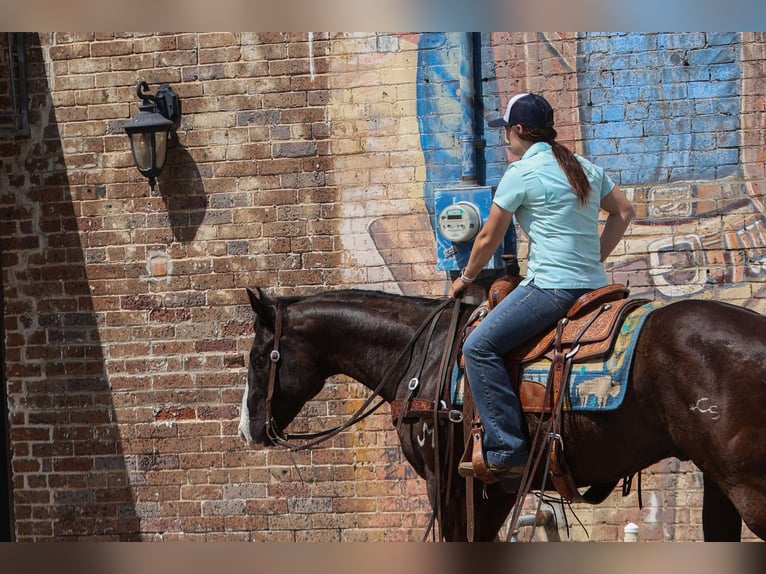 American Quarter Horse Wallach 9 Jahre 155 cm Rappe in Rusk Tx