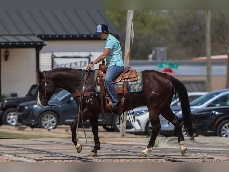 American Quarter Horse Wallach 9 Jahre 155 cm Rappe in Rusk Tx