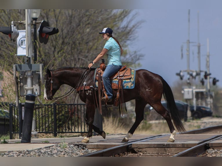American Quarter Horse Wallach 9 Jahre 155 cm Rappe in Rusk Tx