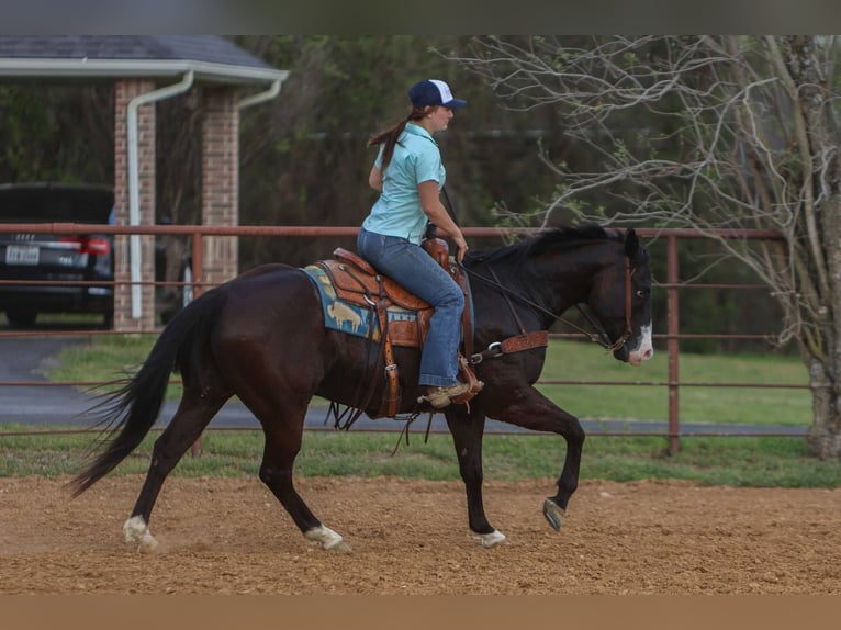 American Quarter Horse Wallach 9 Jahre 155 cm Rappe in Rusk Tx