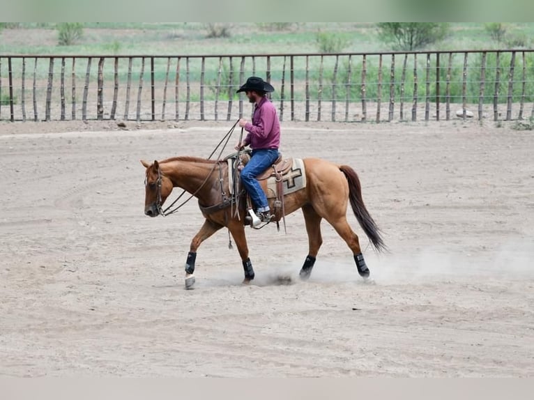 American Quarter Horse Wallach 9 Jahre 155 cm Red Dun in Redrock, NM