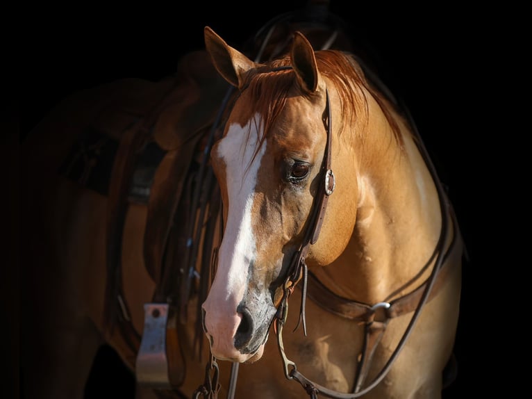 American Quarter Horse Wallach 9 Jahre 155 cm Red Dun in Kingston, OK