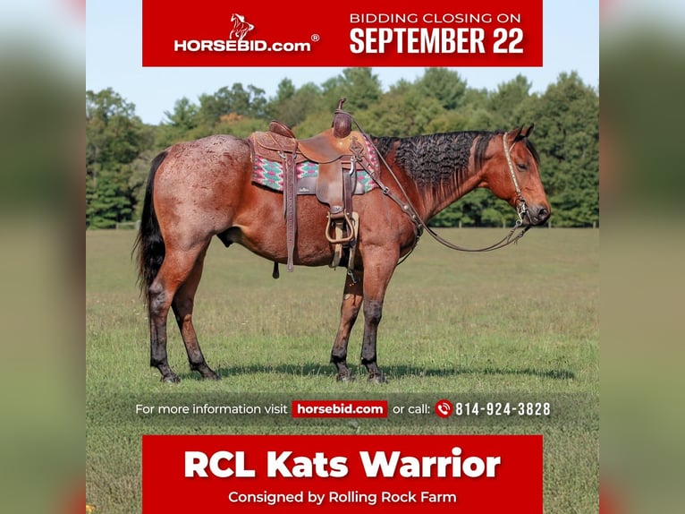 American Quarter Horse Wallach 9 Jahre 155 cm Roan-Bay in Clarion