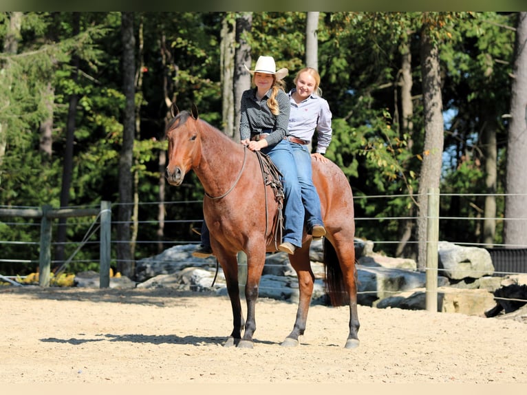 American Quarter Horse Wallach 9 Jahre 155 cm Roan-Bay in Clarion