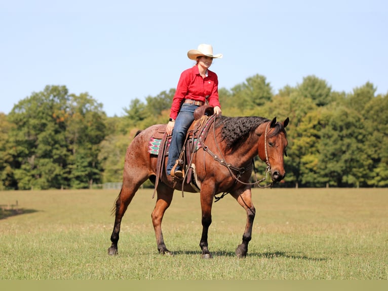 American Quarter Horse Wallach 9 Jahre 155 cm Roan-Bay in Clarion